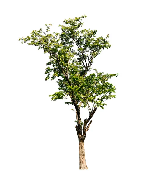 Cerca Árboles Verdes Aislados Sobre Fondo Blanco —  Fotos de Stock