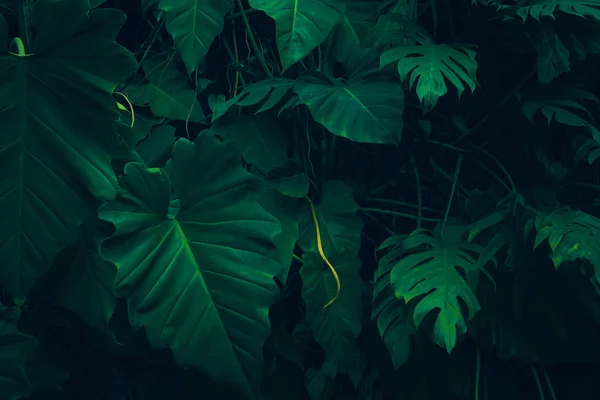 Nature Leaves Green Background Garden Spring Dark Tropical Foliage Natural — Stock Photo, Image