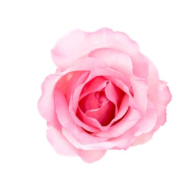 Taze çiçek pembe gül beyaz arka plan üzerinde izole. sevgi ve Sevgililer günü.