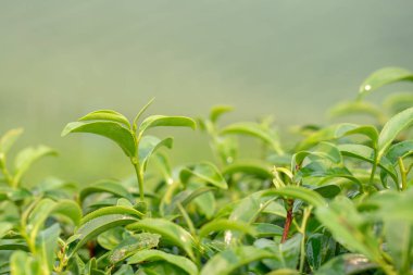 Closeup taze Yeşil çay yaprakları. mo altında doğa yeşili arka plan
