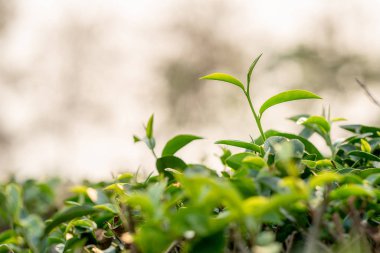 Closeup taze Yeşil çay yaprakları. mo altında doğa yeşili arka plan