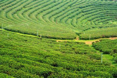 Sabah su altında plantasyon arka doğada Doğa taze yeşil çay