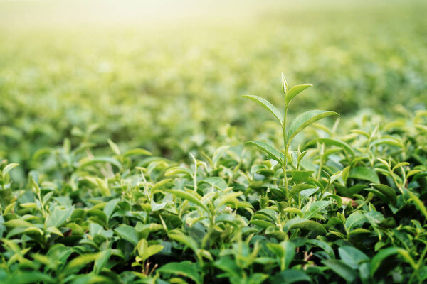 Closeup fresh Green tea leaves. nature green background under mo