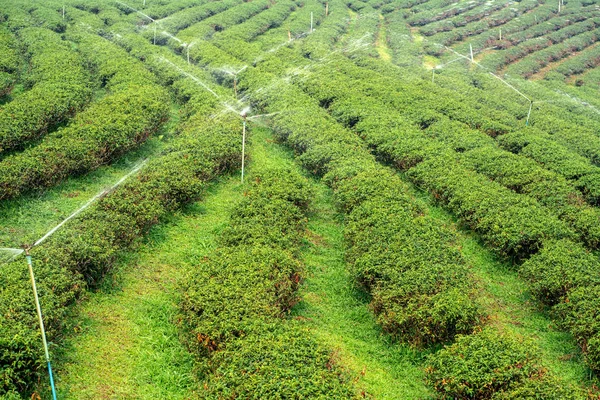 Nature fresh green tea in plantation background under morning su