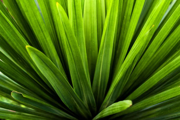 La naturaleza deja fondo verde en el jardín en primavera por la mañana —  Fotos de Stock