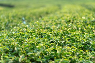 Sabah su altında plantasyon arka doğada Doğa taze yeşil çay