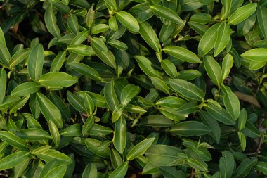 Doğa taze yeşil çay arka plan ve duvar kağıdı. Nat üst görünümü