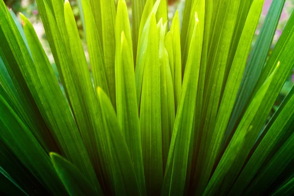 Natur hinterlässt grünen Hintergrund im Garten im Frühling unter Morgen — Stockfoto