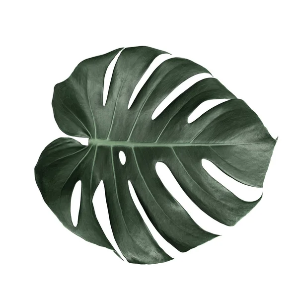 흰색 배경에 고립 된 몬스터 잎을 닫습니다. 신선한 트로 — 스톡 사진