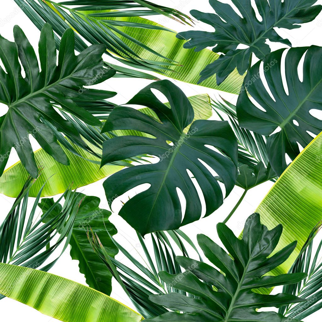 Tropical background with monstera and banana leaves.  Natural gr