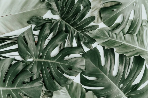 Abstract green leaves background. — Stock Photo, Image