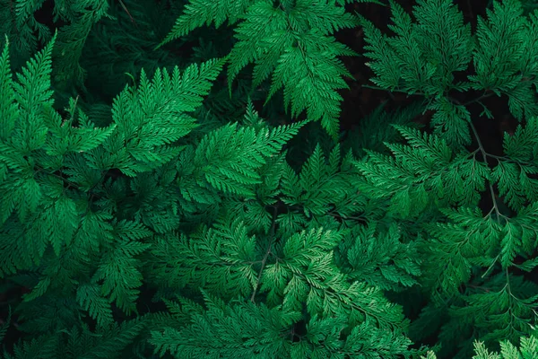Fechar Samambaia Licença Verde Natureza Verde Planta Padrão Fundo Textura — Fotografia de Stock