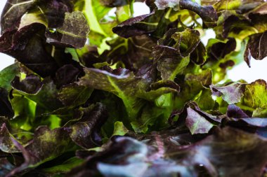 Kırmızı meşe üst görünüm arkaplanını kapat. Organik sebzeler sağlıklı..