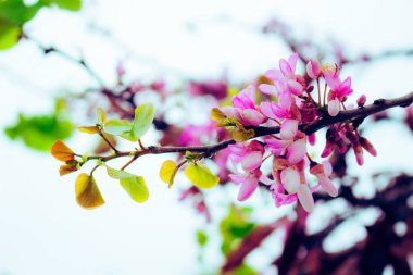 Cercis siliquastrum. Pembe çiçekli ağaç bahar çiçek.