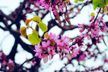 Cercis siliquastrum. Pembe çiçekli ağaç bahar çiçek.