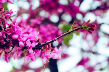 Cercis siliquastrum. Pembe çiçekli ağaç bahar çiçek.