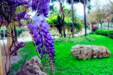 Akasya. Mor ve beyaz akasya, Bahar çiçekli bitki.