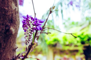Akasya. Mor ve beyaz akasya, Bahar çiçekli bitki.