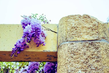 Akasya. Mor ve beyaz akasya, Bahar çiçekli bitki.