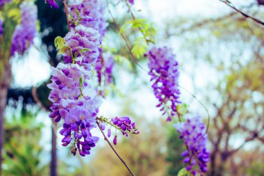 Akasya. Mor ve beyaz akasya, Bahar çiçekli bitki.