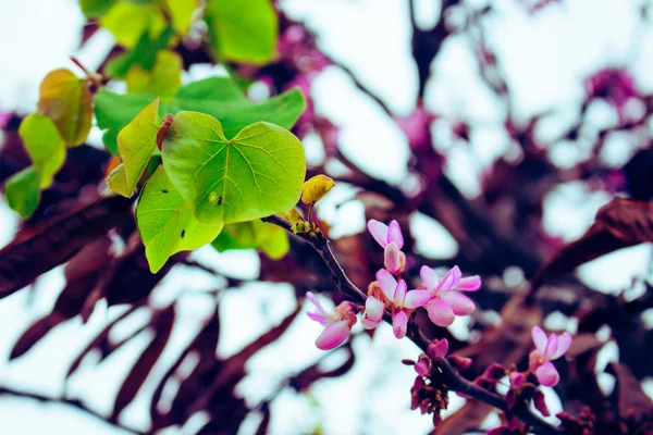 Cercis Siliquastrum Albero Primaverile Fiorito Con Fiori Rosa — Foto Stock