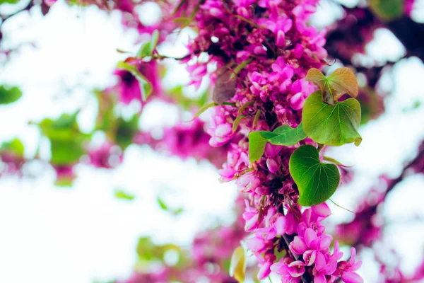 Cercis Siliquastrum Tavaszi Rózsaszín Virágok Virágzó — Stock Fotó