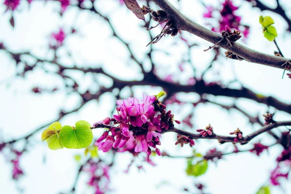 Cercis Siliquastrum Tavaszi Rózsaszín Virágok Virágzó — Stock Fotó