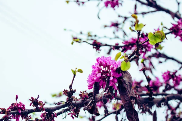 Cercis Siliquastrum Tavaszi Rózsaszín Virágok Virágzó — Stock Fotó