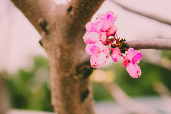 Cercis Siliquastrum Arbre Printanier Fleuri Aux Fleurs Roses — Photo