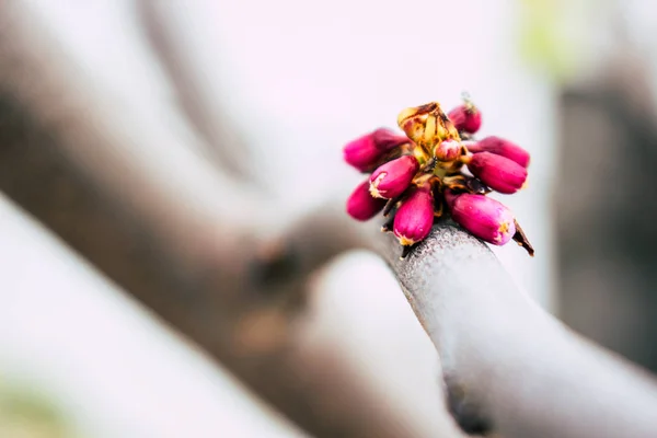 Cercis Siliquastrum입니다 분홍색 꽃으로 — 스톡 사진