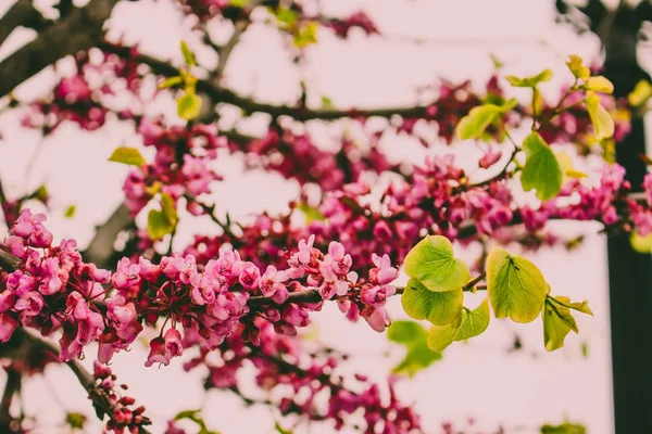 Cercis Siliquastrum입니다 분홍색 꽃으로 — 스톡 사진