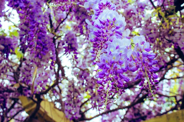 Acácia Acácia Violeta Branca Planta Com Flor Primavera — Fotografia de Stock