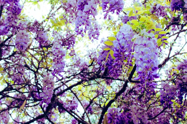 アカシア 紫と白のアカシア 春の草花 — ストック写真