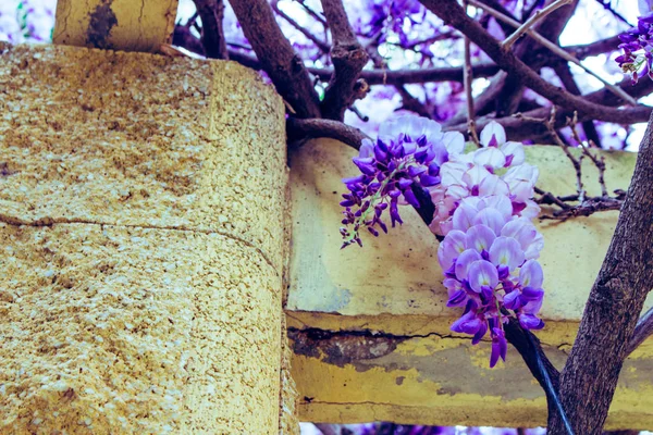 Akacja Fioletowe Białe Akacji Roślina Kwitnąca Wiosna — Zdjęcie stockowe