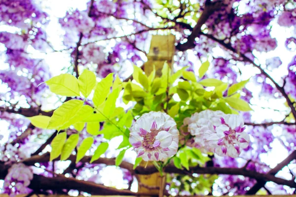 Akacja Fioletowe Białe Akacji Roślina Kwitnąca Wiosna — Zdjęcie stockowe