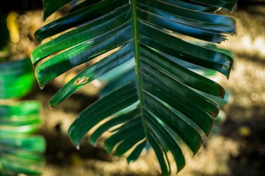 Palmiye yaprağı. Desenler ve palmiye yaprakları doku. Makro.