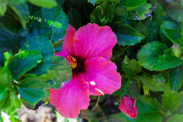 Różowy Hibiskus Kwitnący Krzew Zielony Kwiatami Hibiskusa — Zdjęcie stockowe