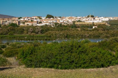 Lagün. Flamingo üzerinde lagün Fuente De Piedra. 