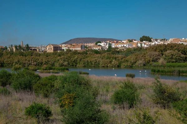 Lagün Flamingo Üzerinde Lagün Fuente Piedra — Stok fotoğraf