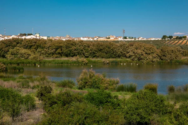 Lagoa Flamingo Lagoa Fuente Piedra — Fotografia de Stock