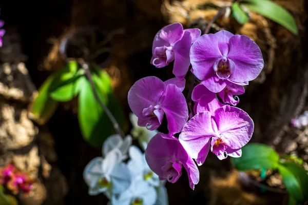 Orchid Colorful Orchids Flower Blooming Orchid Orchidarium — Stock Photo, Image