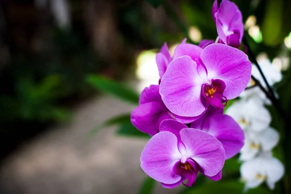 Orchid Kolorowe Orchidee Kwiatach Kwitnąca Orchidea Orchidarium — Zdjęcie stockowe