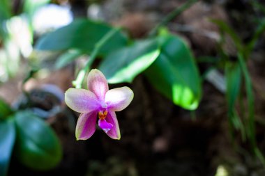 Orkide. Çiçek renkli orkide. Orkide de çiçeklenme orkide.