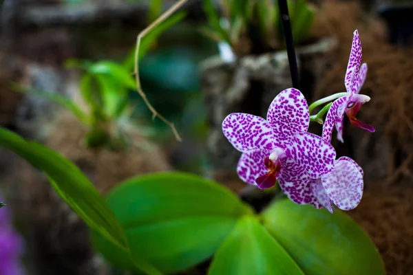 Orchid Colorful Orchids Flower Blooming Orchid Orchidarium — Stock Photo, Image