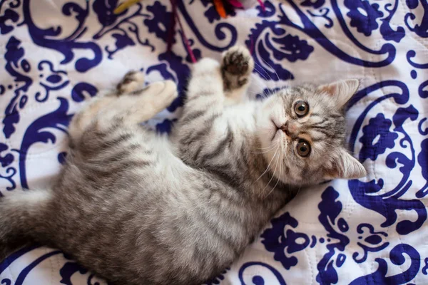 Scottish Straight Little Gray Scottish Straight Kitten Playing — Stock Photo, Image