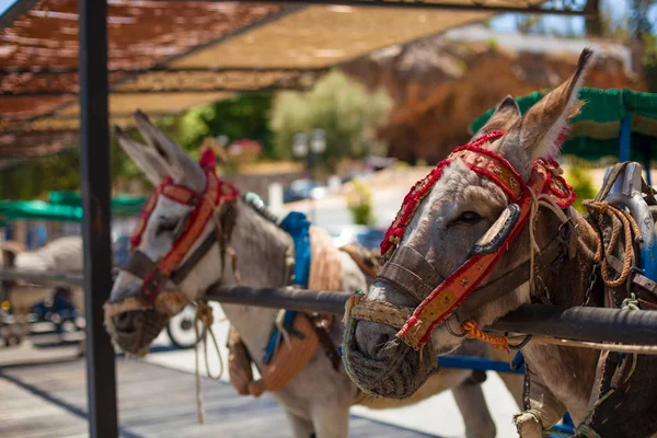 Táxi Burro Táxi Burro Famoso Aldeia Mijas Costa Del Sol — Fotografia de Stock