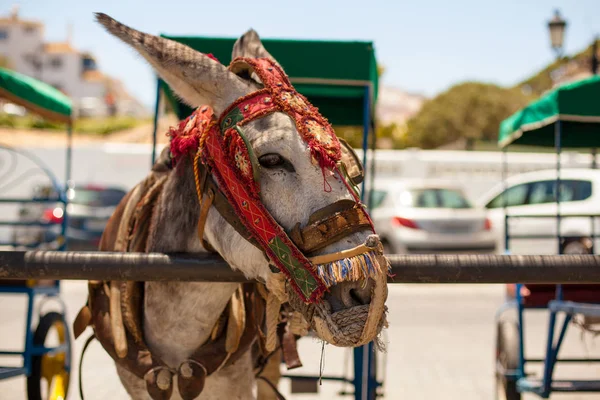 Donkey Taxi Famous Donkey Taxi Mijas Village Costa Del Sol — Stock Photo, Image