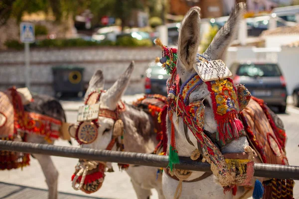 Donkey Taxi Famous Donkey Taxi Mijas Village Costa Del Sol — Stock Photo, Image