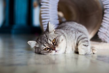 İskoç Düz. Şirin kedi portresi, mutlu hayvan..