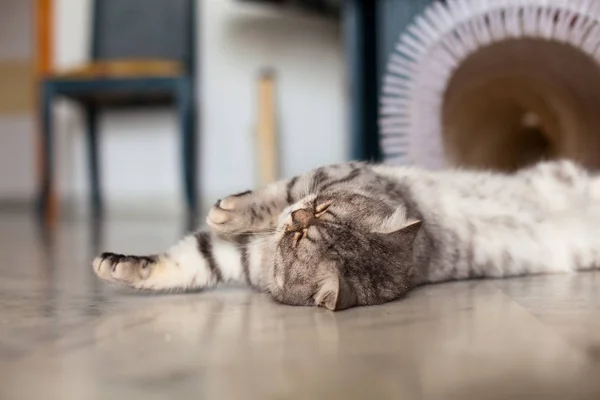 Schottische Geraden Niedliche Katze Porträt Glückliches Haustier — Stockfoto